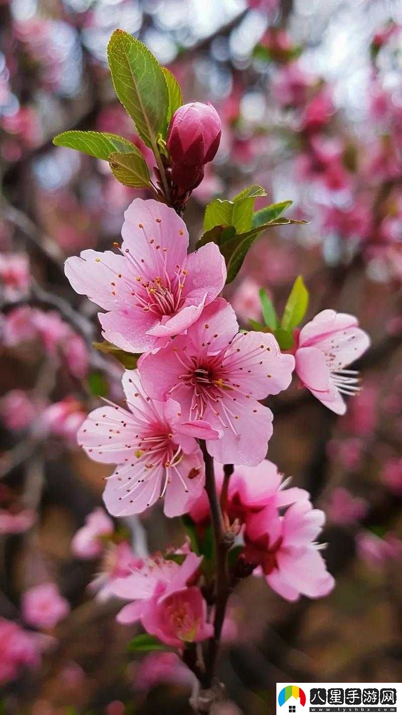 國色天香桃花朵朵開