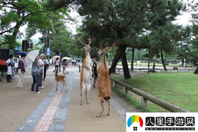 周五搞笑內(nèi)涵圖雙11房子打折嗎不打折你還買(mǎi)啥