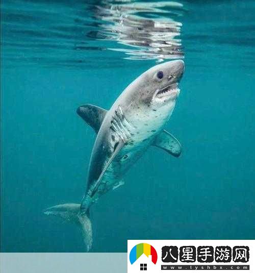 能同時適應海水和淡水的是鮭魚還是鯊魚