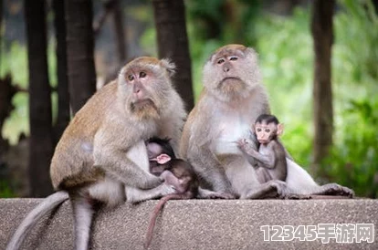 在兩個(gè)人生猴子的場景中，幽默與深刻的生活哲理交織，探討友情與歸屬感的真諦