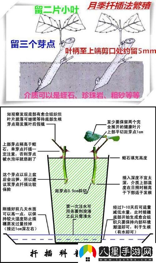 歐式45種插花奇術