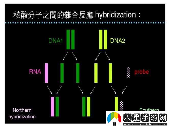 RNA