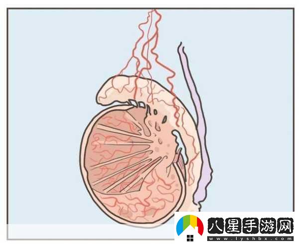 蛋蛋立了長(zhǎng)什么樣子呢