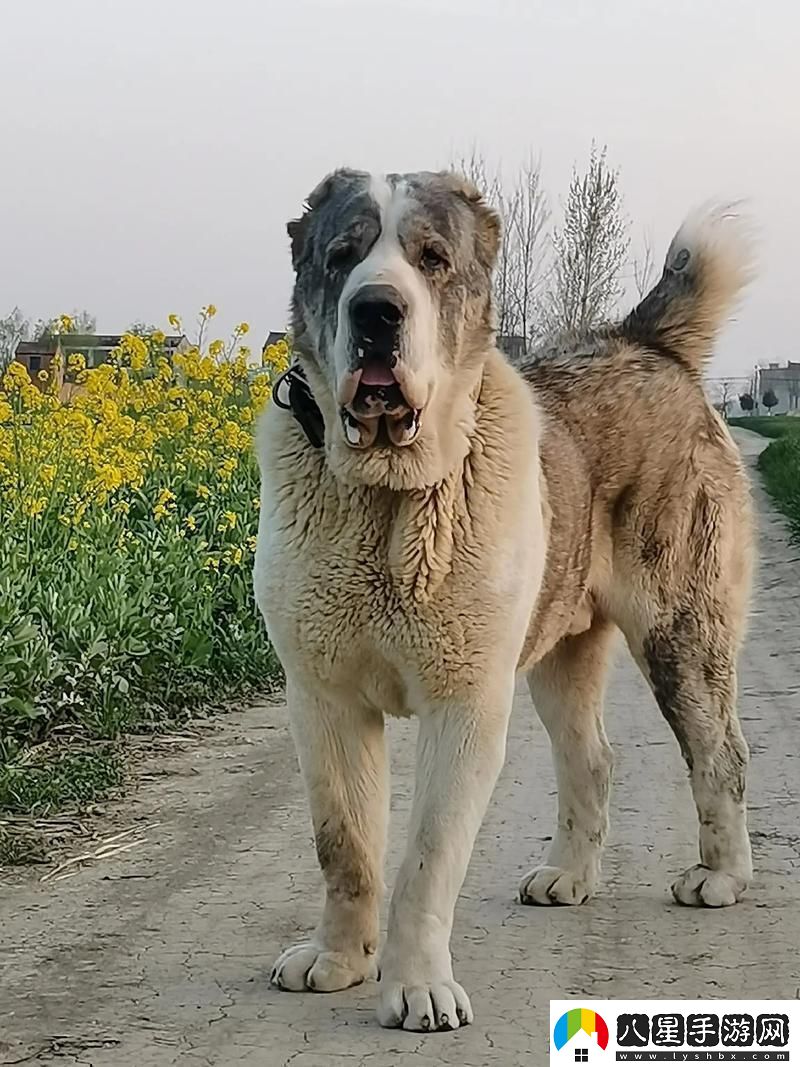 “俄羅斯犬種絕不止于‘大’！”