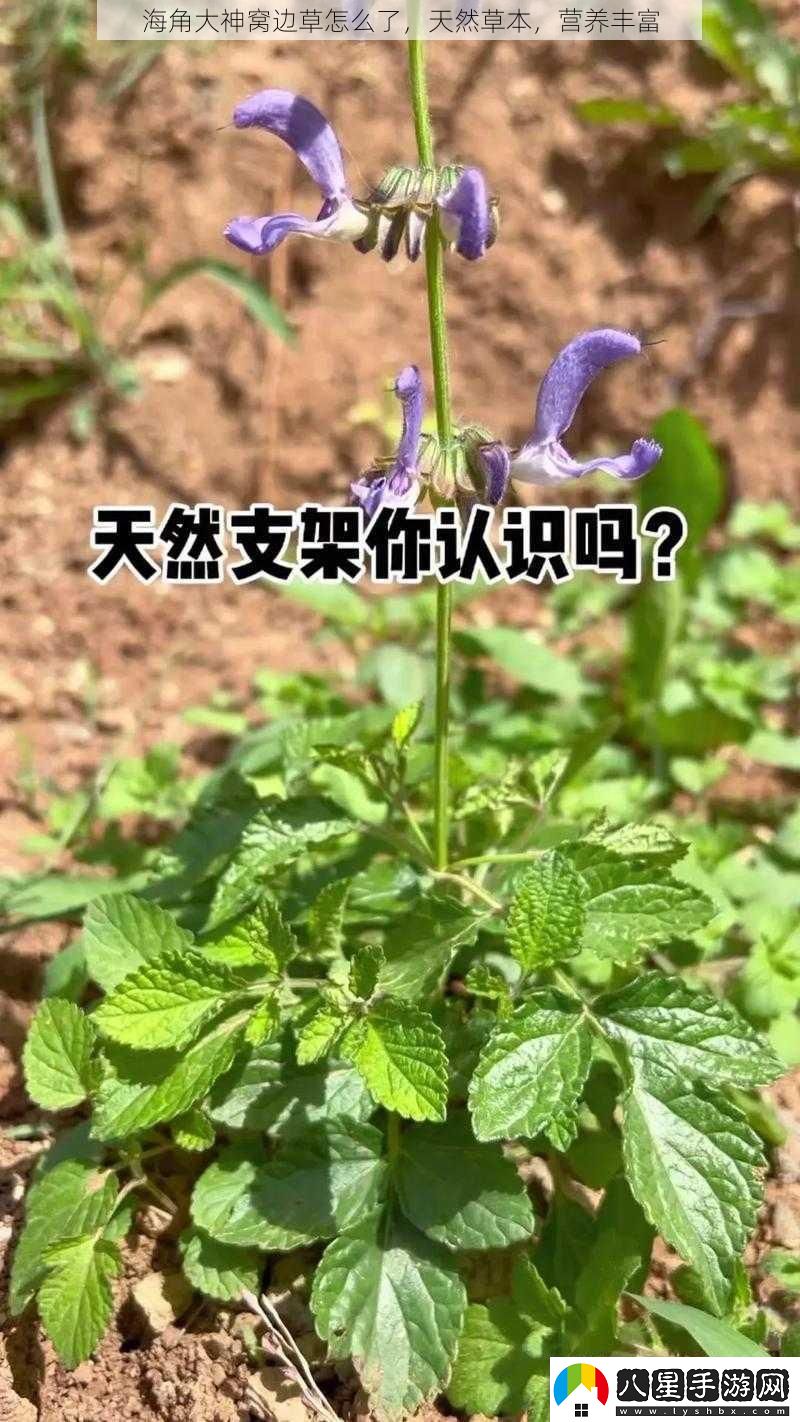 海角大神窩邊草怎么了