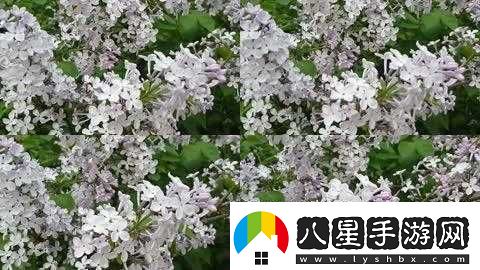 丁香花完整在線觀看