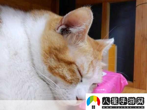 貓咪當(dāng)?shù)觊L萌翻你的經(jīng)營夢