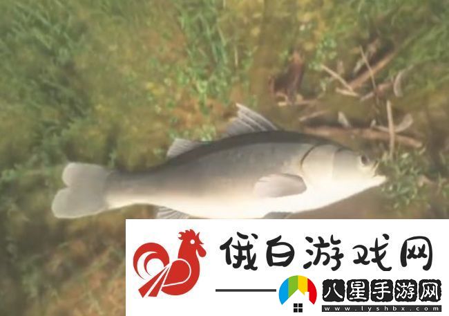 古劍奇譚3鱸魚獲取方法