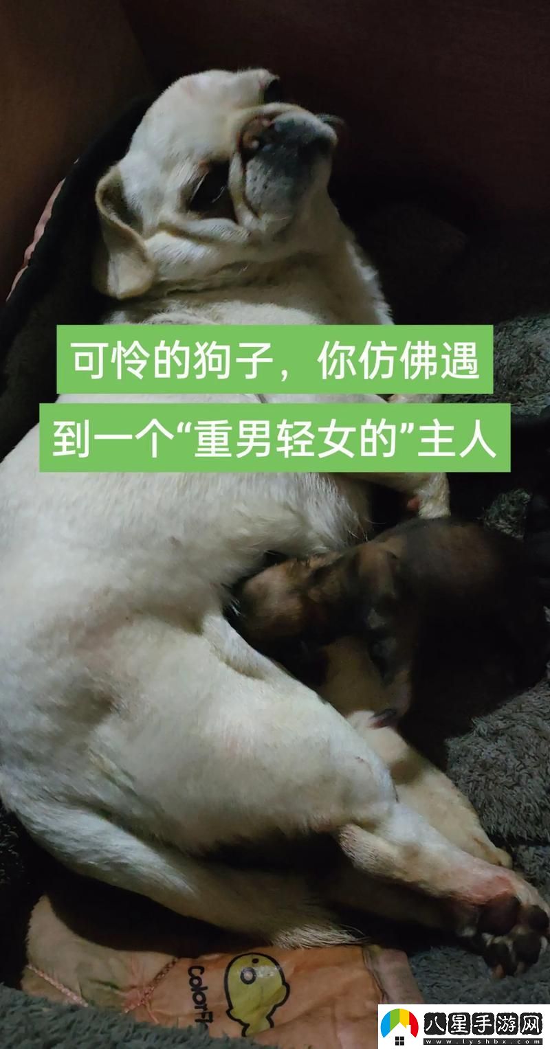 我的狗老公拉婆婆一起