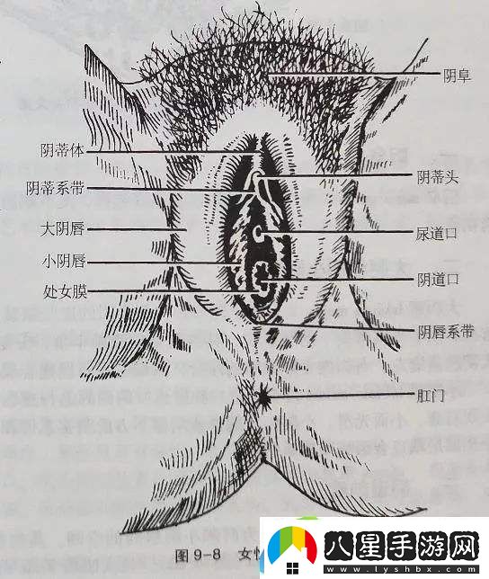 趣味盎然的大蔭蒂BBBBBB大蔭蒂友熱議