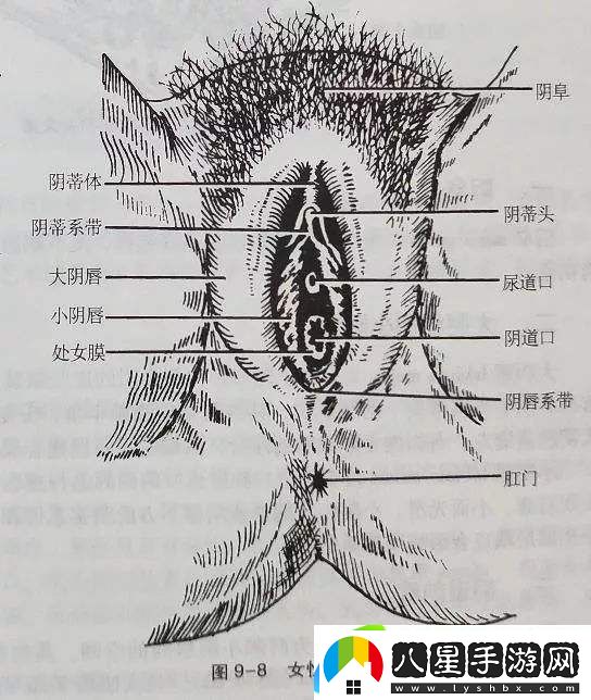 趣味盎然的大蔭蒂BBBBBB大蔭蒂