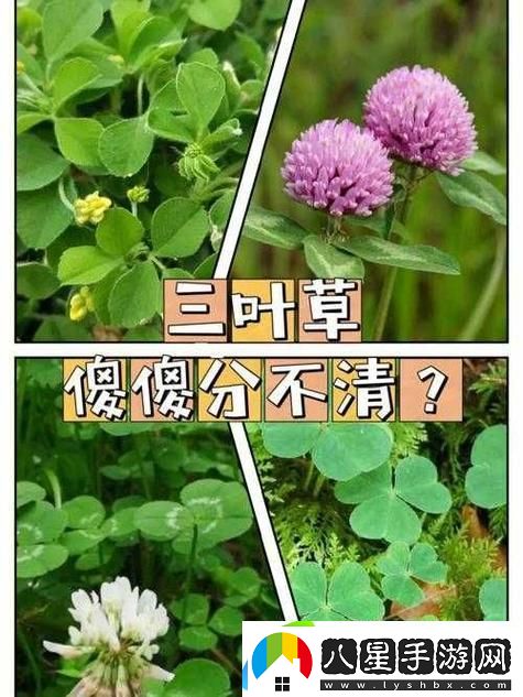 成品人精品人的區(qū)別四葉草