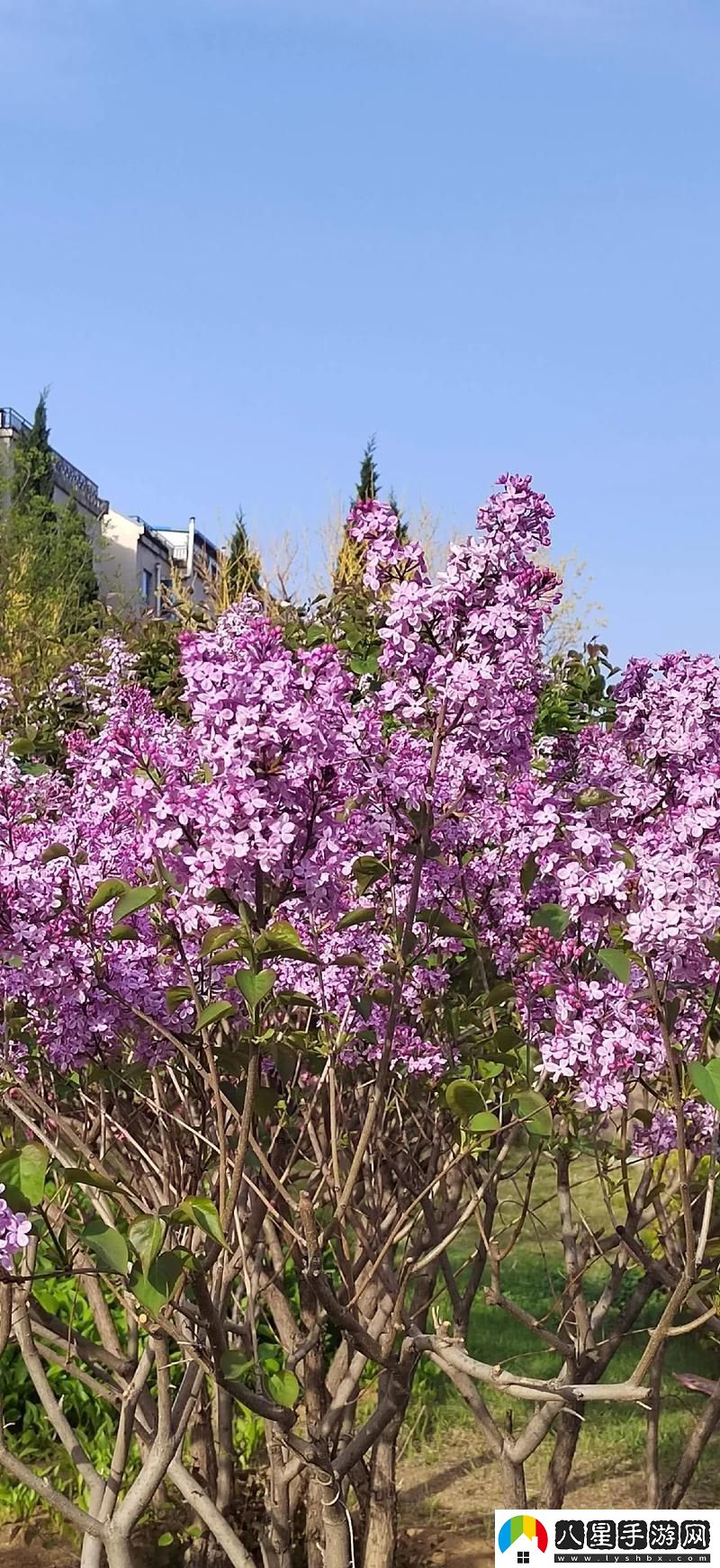 丁香花免費(fèi)高清完整在線觀看