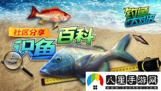 甩竿識(shí)魚兩不誤釣魚大對(duì)決帶你深入認(rèn)識(shí)鯊魚