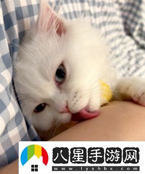 舔貓型是什么梗絡(luò)用語